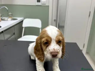 Cocker Spaniel dogs cocker spaniel 1 boy 1 girl ready now - Advert 6