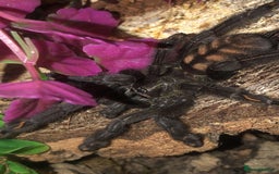 Tarantulas invertebrates for sale: Tarantulas for adoption  - Image 1