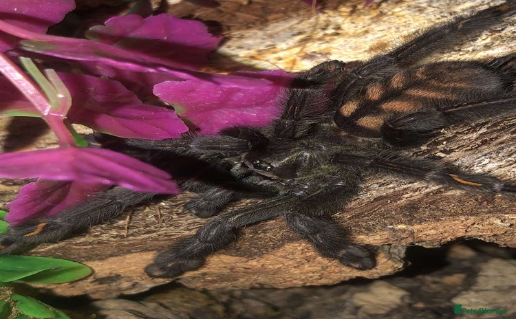 Tarantulas invertebrates - Advert 1