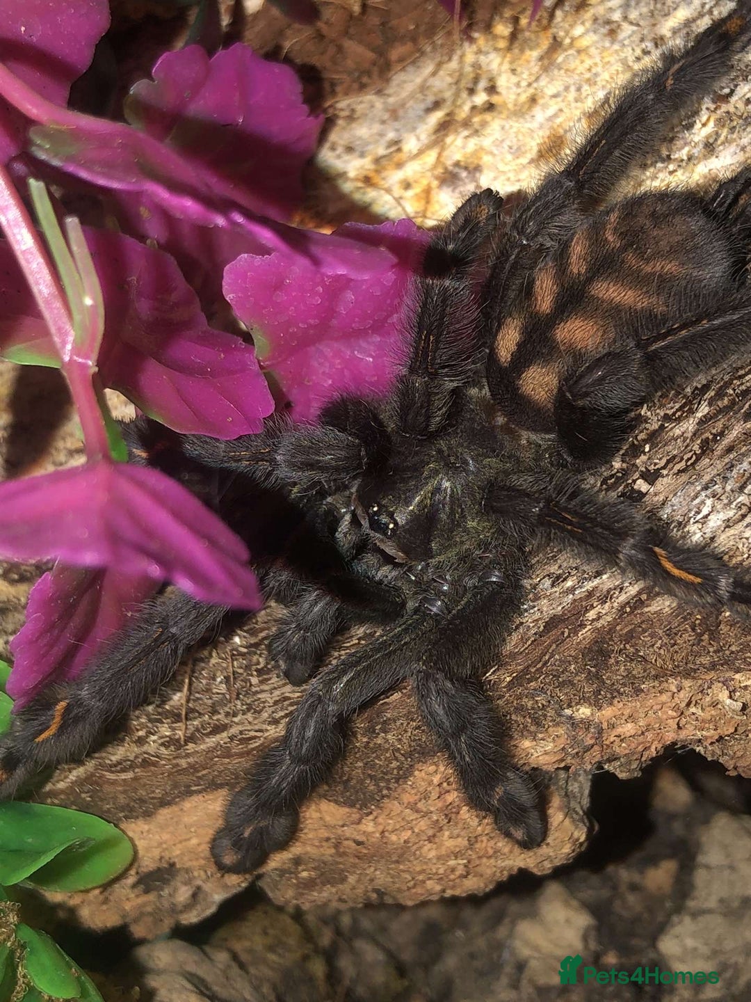 Tarantulas invertebrates for sale: Tarantulas for adoption  - Image 1