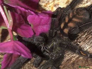 Tarantulas invertebrates - Advert 1