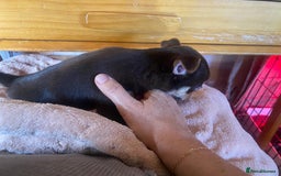 Chorkie dogs for sale: Chorkies - Advert 13