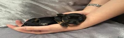 Doxiepoo dogs for sale: Doxiepoo puppies (minature) in Basildon - Advert 3