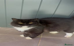 Mixed Breed cats for sale: Ragdoll x British Longhair x Moggie - Image 13