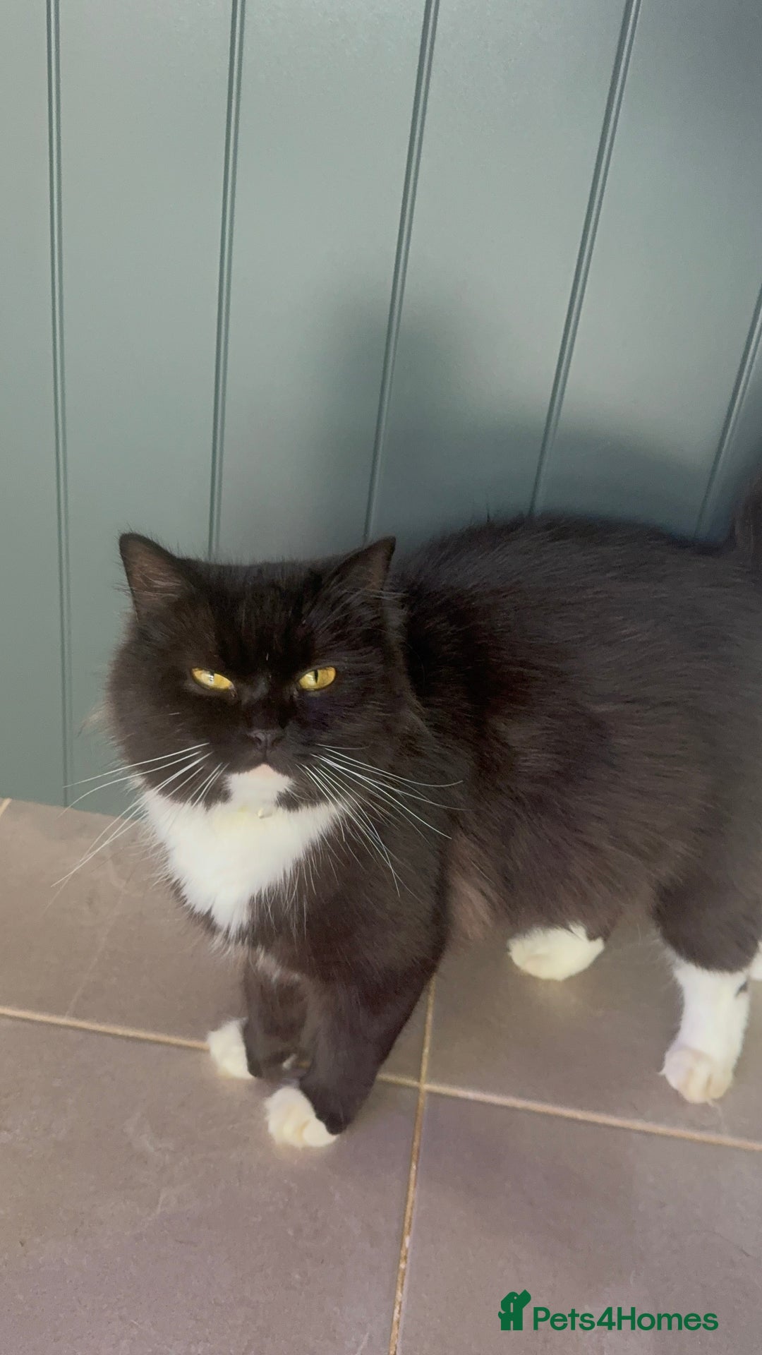 Mixed Breed cats for sale: Ragdoll x British Longhair x Moggie - Image 13