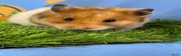 Hamster rodents for sale: Female Syrian Hamster  - Advert 1