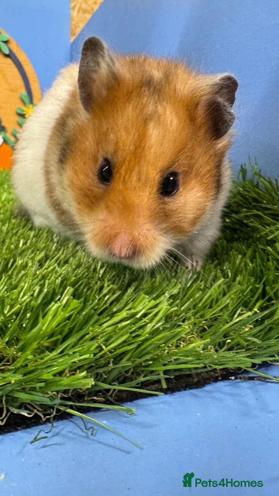 Hamster rodents for sale: Female Syrian Hamster  - Advert 1