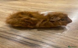 Guinea Pig rodents for sale: Two beautiful boys for sale - Image 3