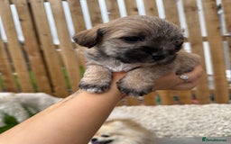 Yorkiepoo dogs for sale: Yorkiepoos - Image 24