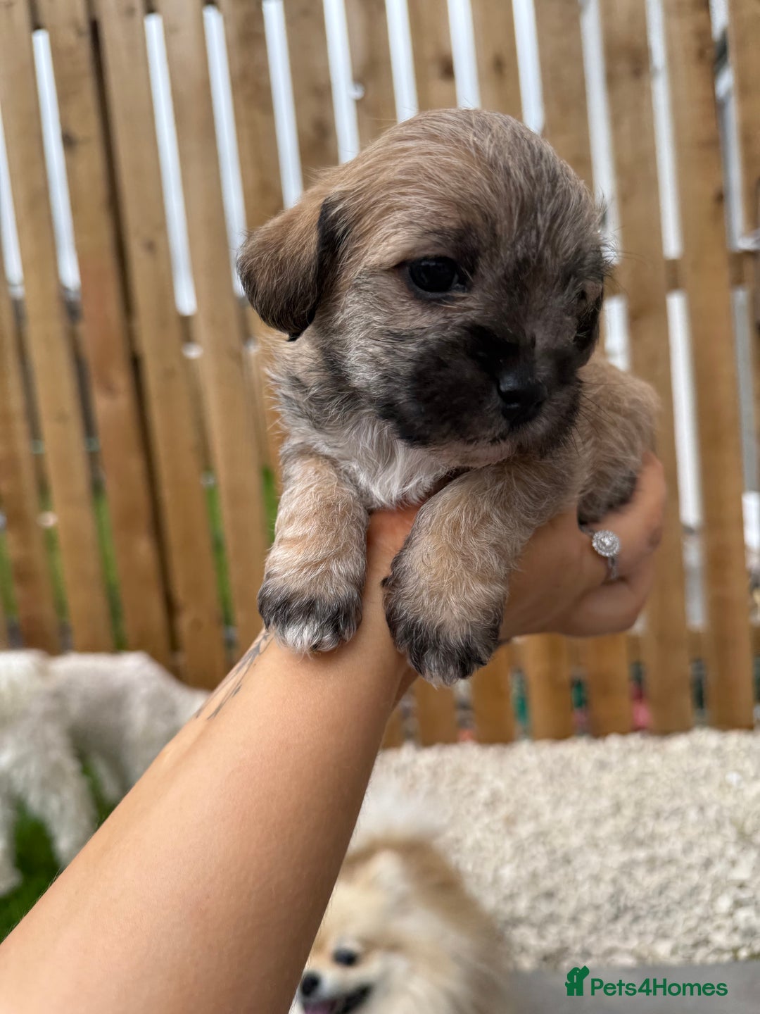 Yorkiepoo dogs for sale: Yorkiepoos - Image 24