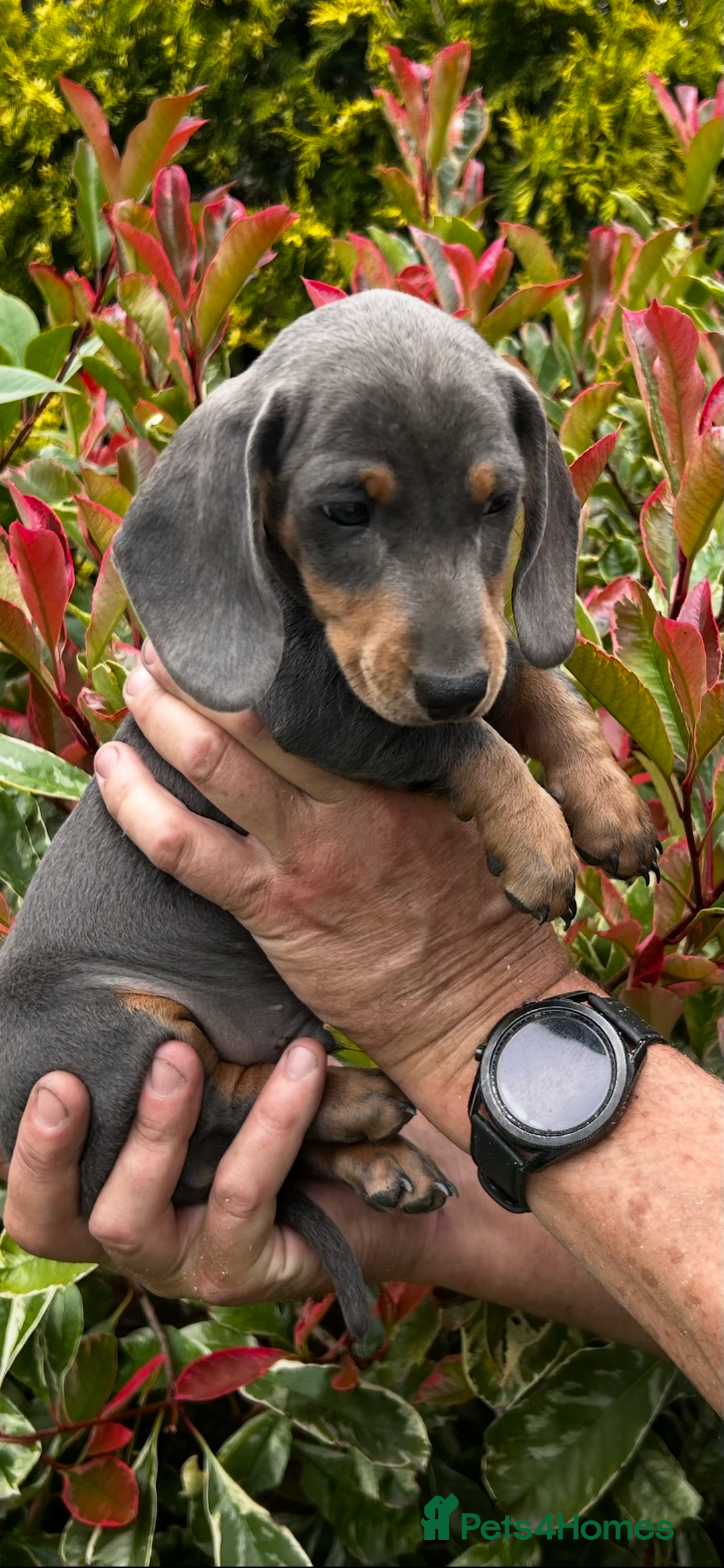 Miniature Dachshund dogs for sale: Ready Now Full Pedigree KC Reg Mini Dachshunds - Image 6