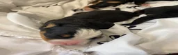 Bernedoodle dogs for sale: Beautiful Tri colour bernedoodle puppies  - Advert 8