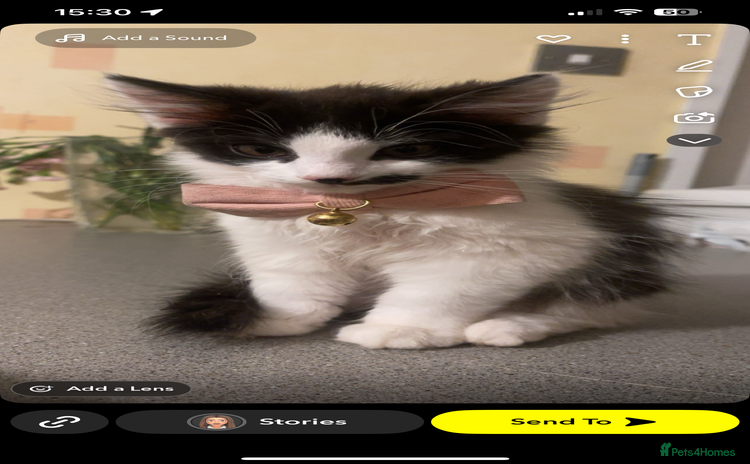 Mixed Breed cats - Advert 1