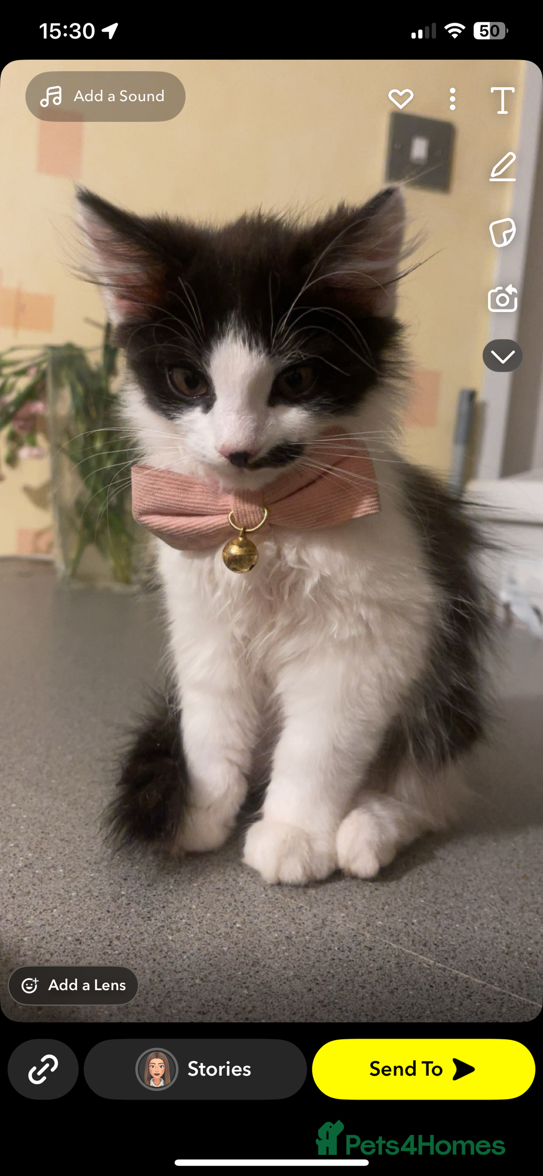 Mixed Breed cats for sale: 2 mixed breed cats/kitten for sale - Image 1