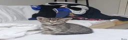 Mixed Breed cats for sale: 5 beautiful tabby kittens  in Ilford - Advert 8