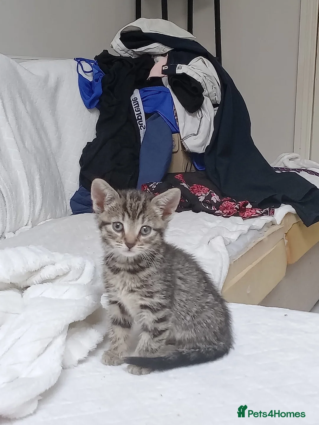 Mixed Breed cats for sale: 5 beautiful tabby kittens  in Ilford - Advert 8