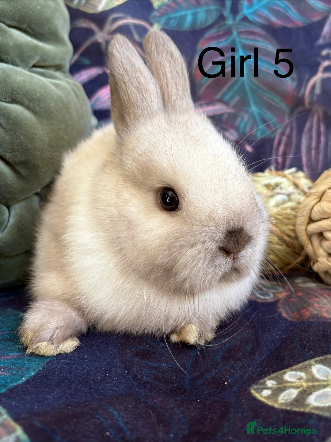 Netherland Dwarf rabbits for sale: Beautiful friendly Netherland Dwarfs (vaccinated) - Advert 4