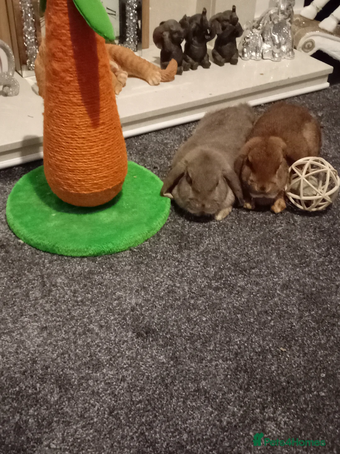 Mixed Breed rabbits for sale: Rabbits - Advert 1