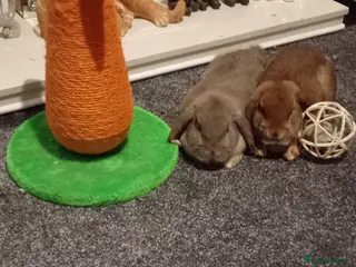 Mixed Breed rabbits Rabbits - Advert 1