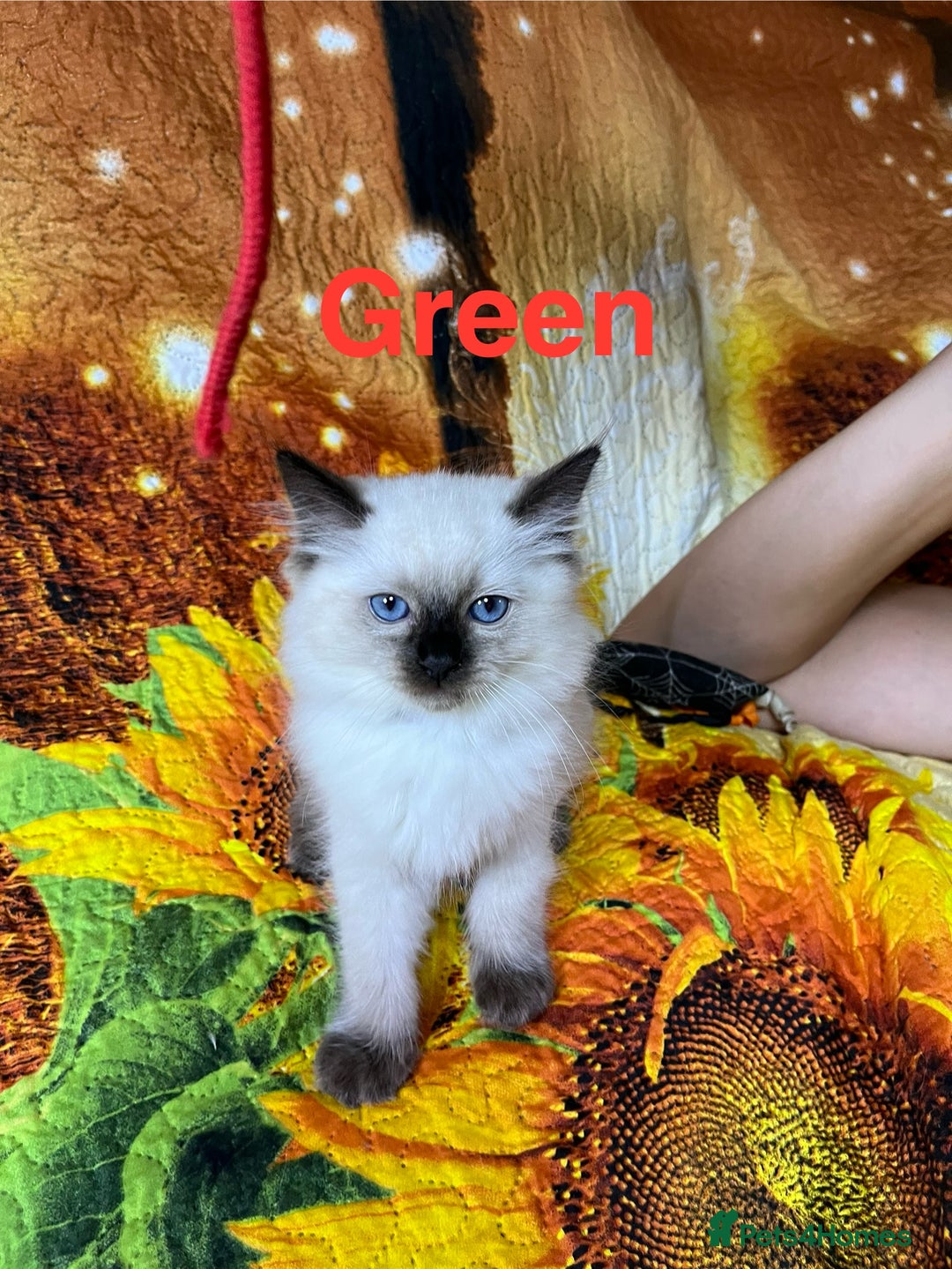 Ragdoll cats for sale: 🐈❤️5 Pure Ragdolls Waiting for Loving Family❗️❤️ - Image 29
