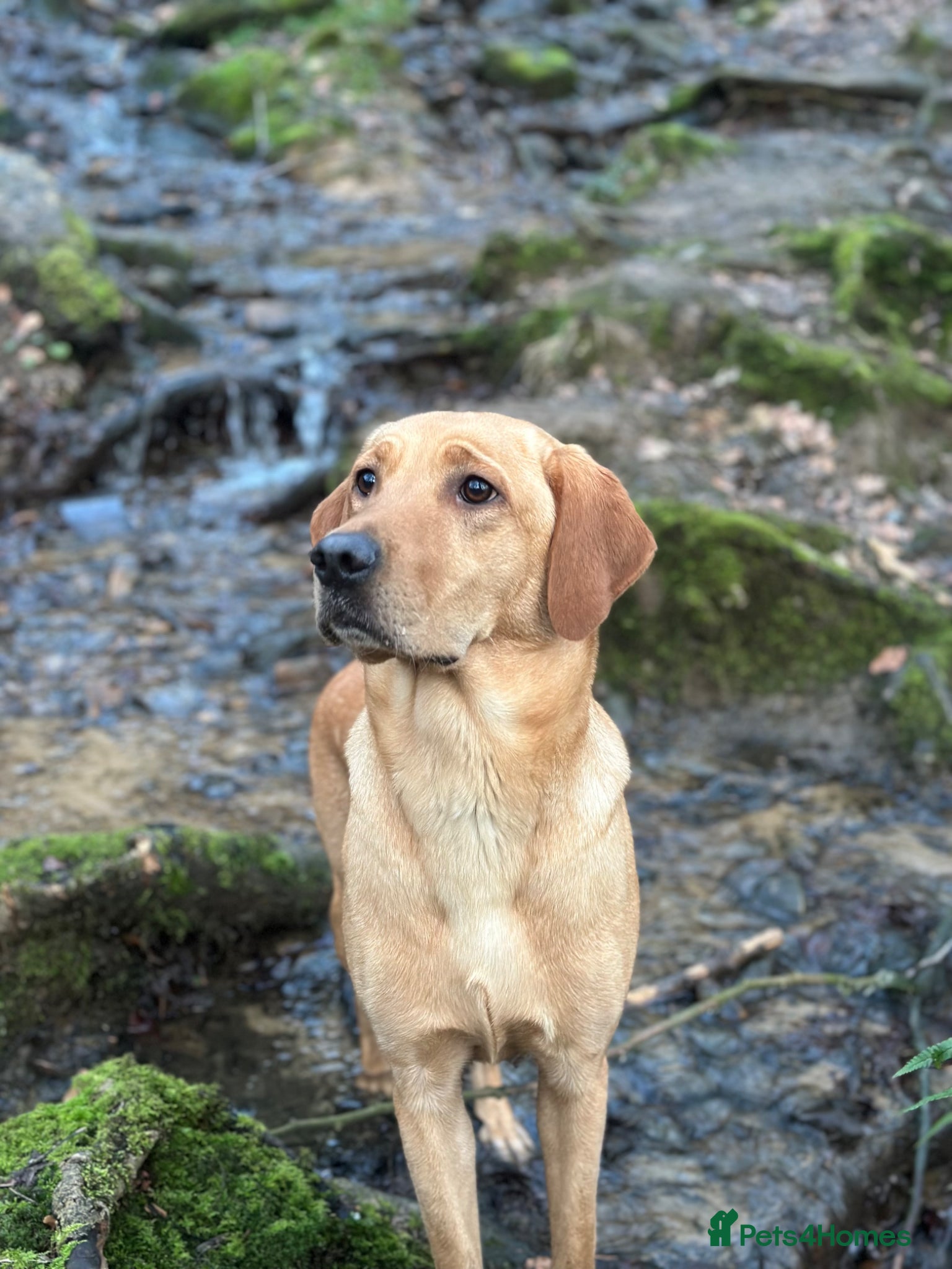 Labrador Retriever dogs Stunning Working Female Fox Red Labrador (3yrs)  - Advert 2