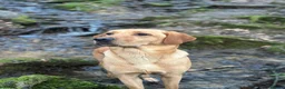 Labrador Retriever dogs for sale: Stunning Working Female Fox Red Labrador (3yrs)  in Bakewell - Advert 1