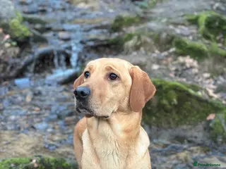 Labrador Retriever dogs Stunning Working Female Fox Red Labrador (3yrs) - Advert 2