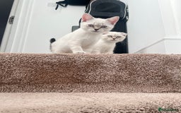 British Shorthair cats for sale: British Shorthair & Scottish Fold - Image 19