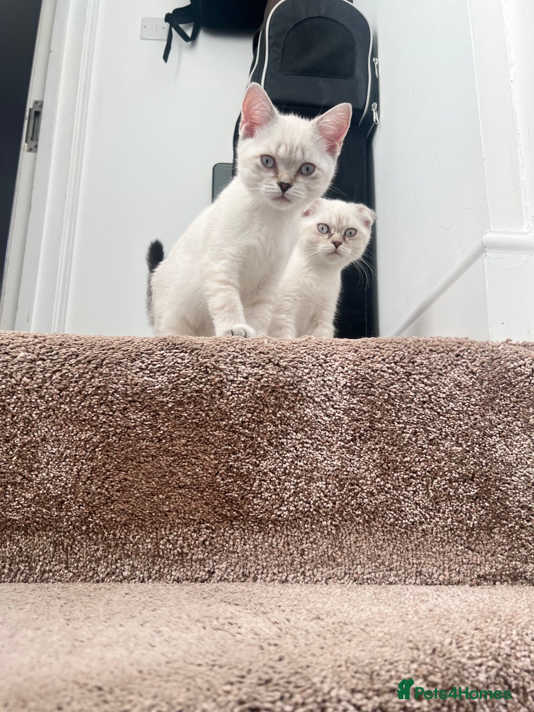 British Shorthair cats for sale: British Shorthair & Scottish Fold - Image 19