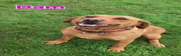 Labrador Retriever dogs for sale: Beautiful Black Labrador Puppies  - Advert 11