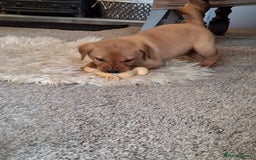 Labrador Retriever dogs for sale: Red 5th generation pedigree labrador  - Image 1