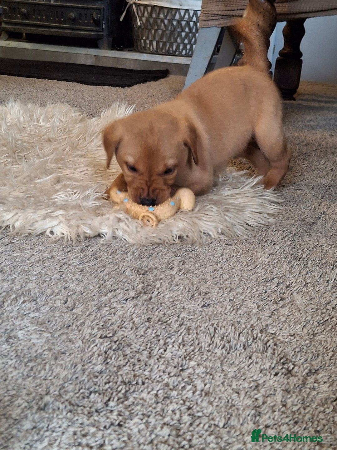Labrador Retriever dogs for sale: Red 5th generation pedigree labrador  - Image 1