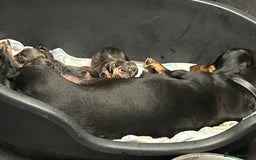 Dachshund dogs for sale: Dachshund  - Image 3