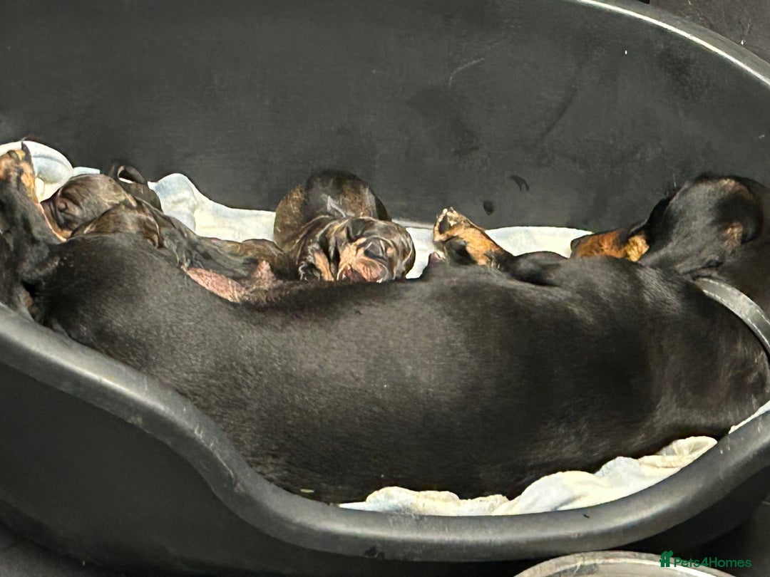 Dachshund dogs for sale: Dachshund  - Image 3