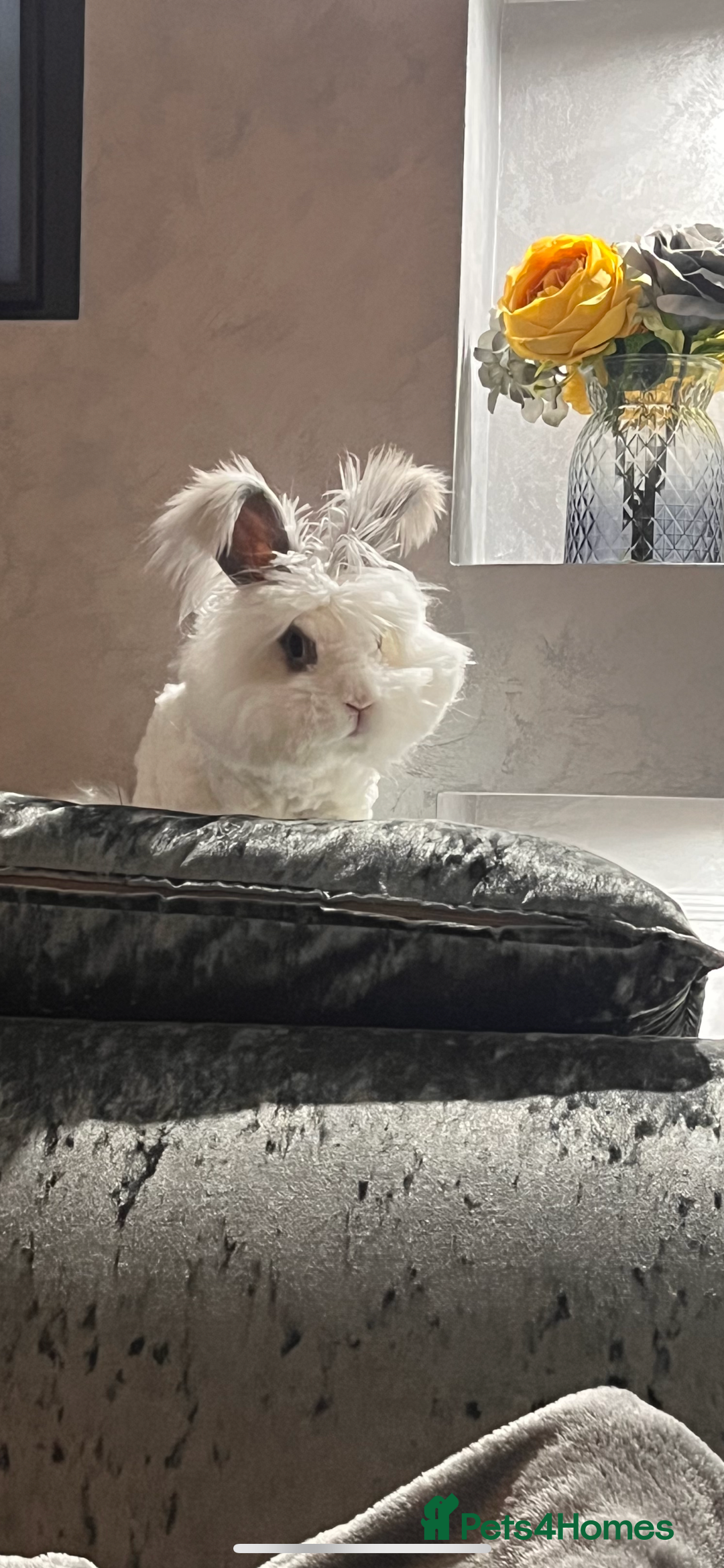 Angora rabbits for sale: Gorgeous bonded English angoras x2  - Image 12