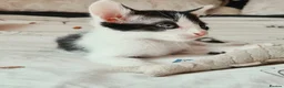 Mixed Breed cats for sale: Beautiful Litter of Playful Kittens, Siamese Cross - Advert 24