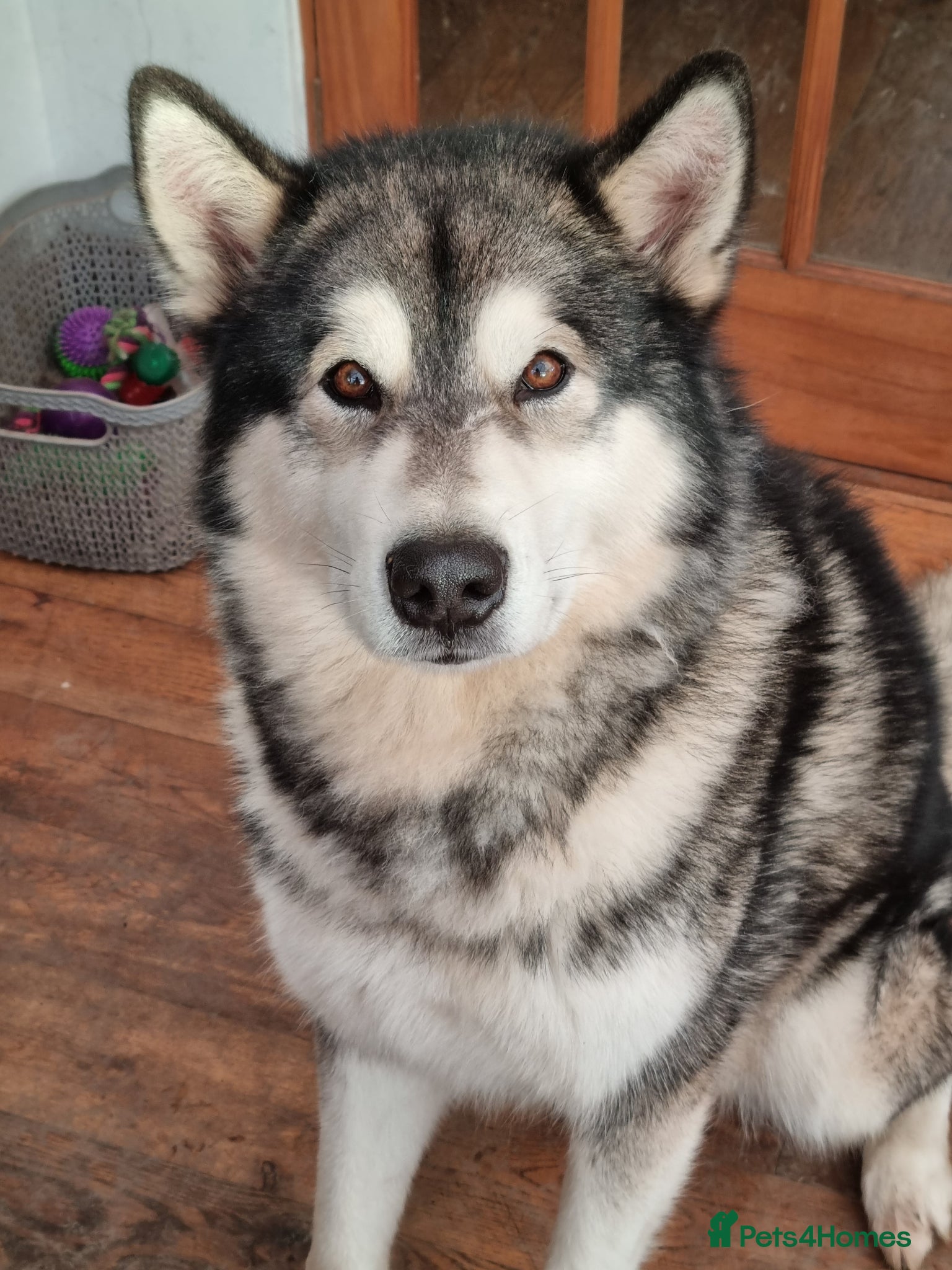 Alaskan Malamute dogs KC Alaskan Malamute puppies - Indicative Interest - Advert 6