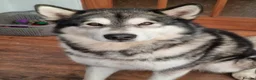 Alaskan Malamute dogs for sale: KC Alaskan Malamute puppies - Indicative Interest in Saint Asaph - Advert 1
