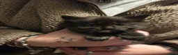 Siamese cats for sale: Gorgeous siamese x maine coone litter - Advert 7