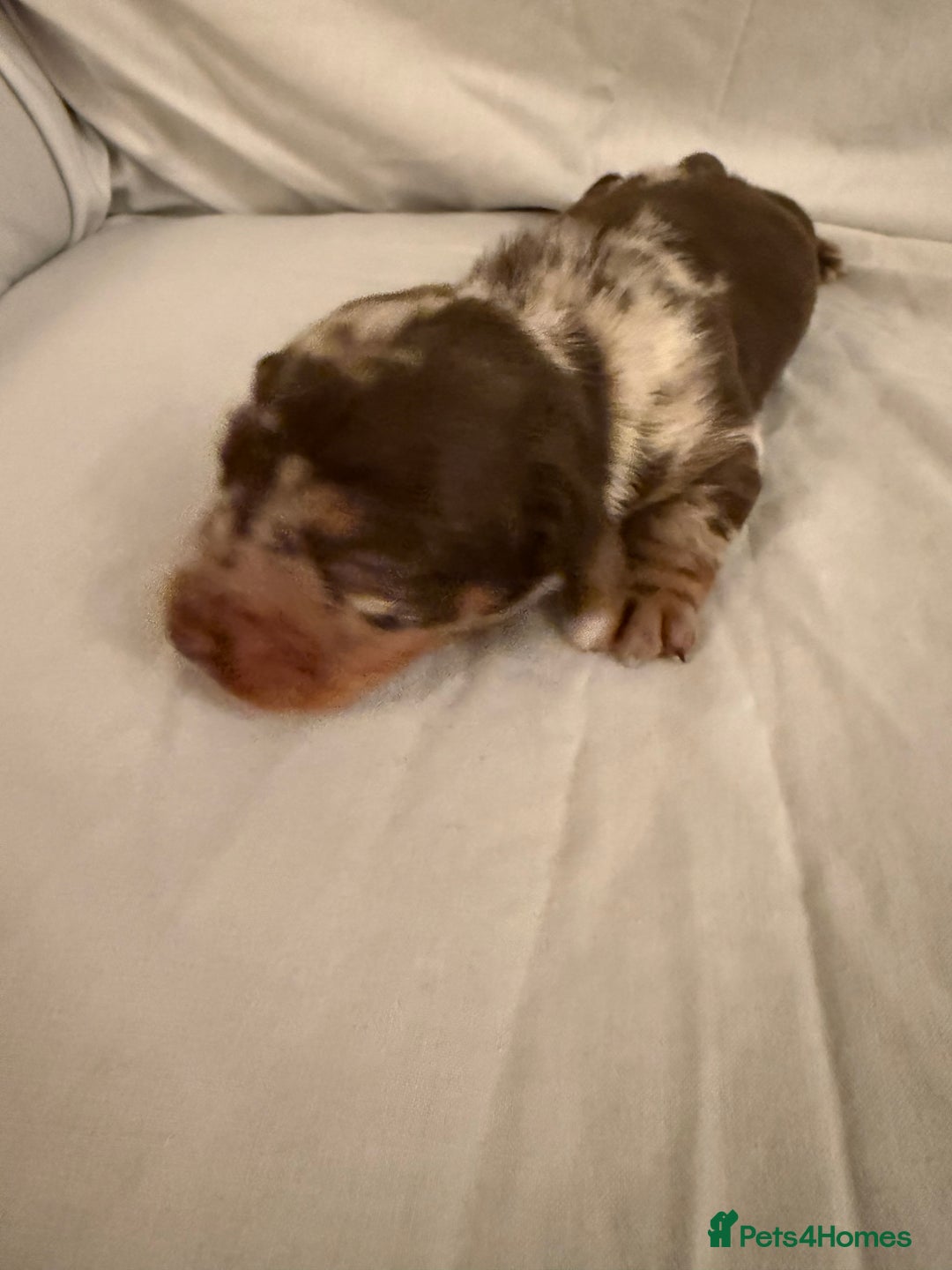 Dachshund dogs for sale: Miniature Dachshund puppies for sale - Advert 3