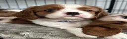 Cavalier King Charles Spaniel dogs for sale: Fully Health Tested Blenheim CKCS Puppies - Advert 33
