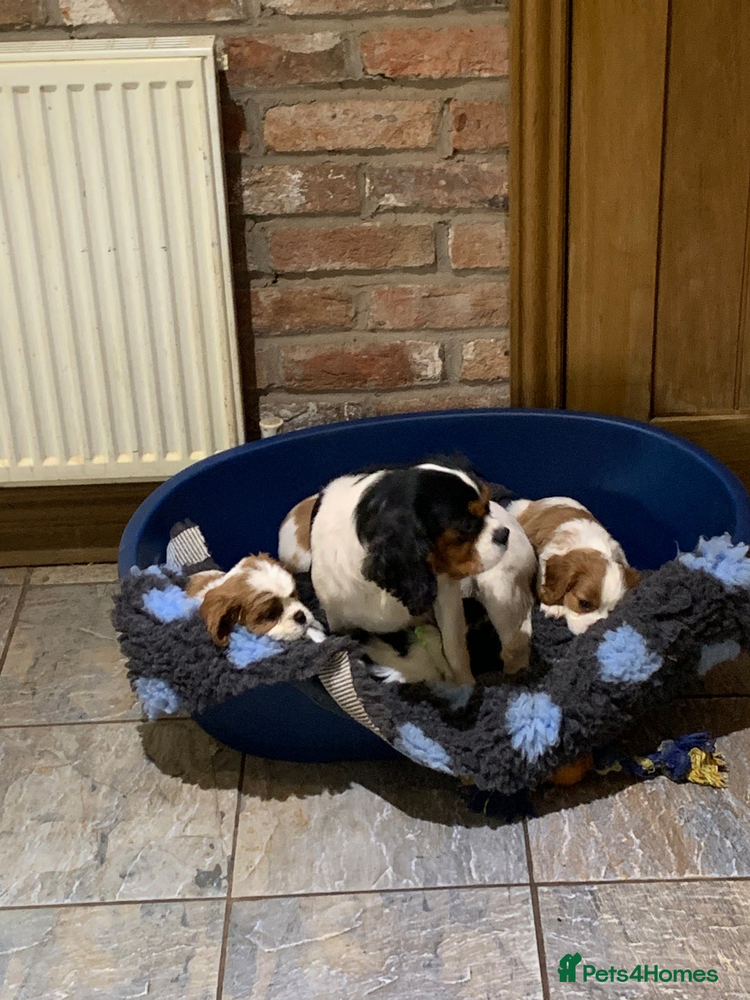 Cavalier King Charles Spaniel dogs for sale: Cavalier King Charles spaniel  - Image 5