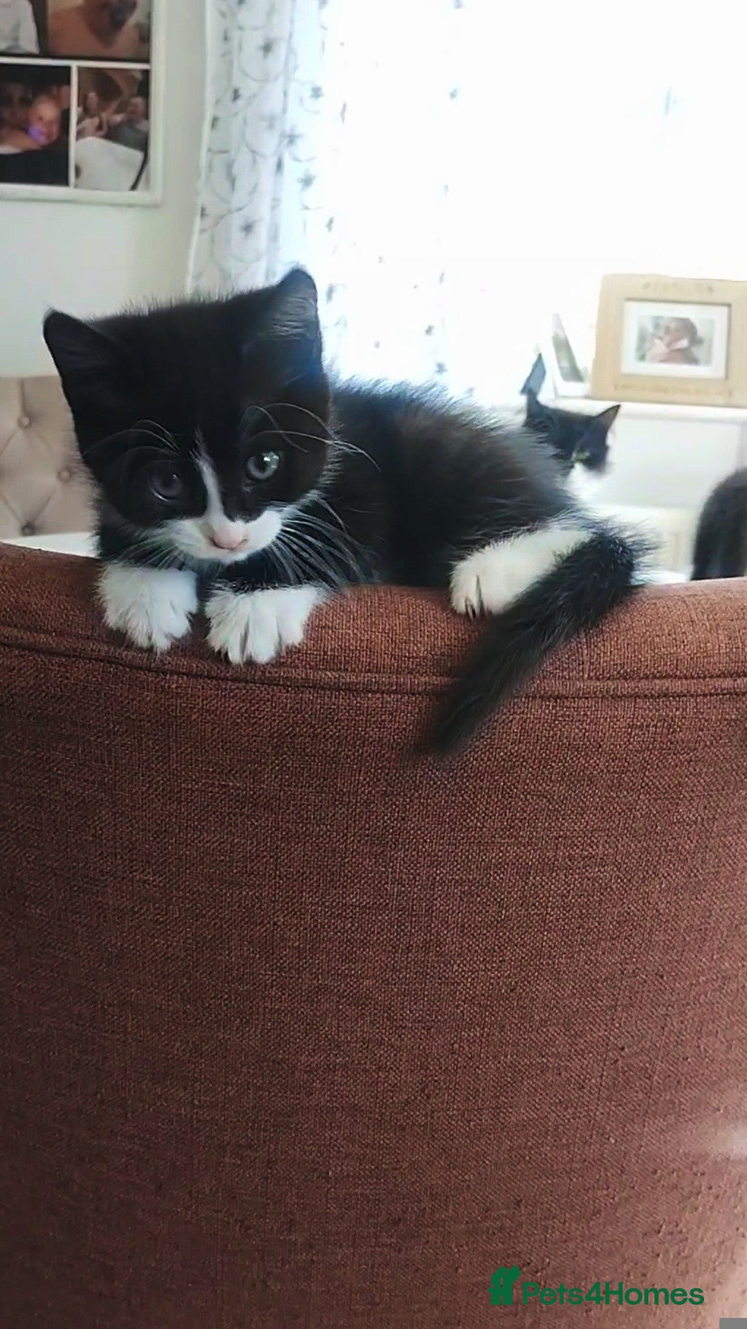 Mixed Breed Kitten 3