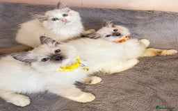 Ragdoll cats for sale: Cute little Ragdoll kittens for sale 💕🐱🐱 - Image 13
