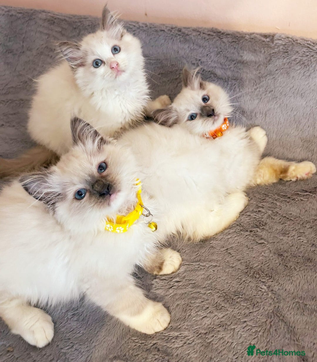 Ragdoll cats for sale: Cute little Ragdoll kittens for sale 💕🐱🐱 - Image 13