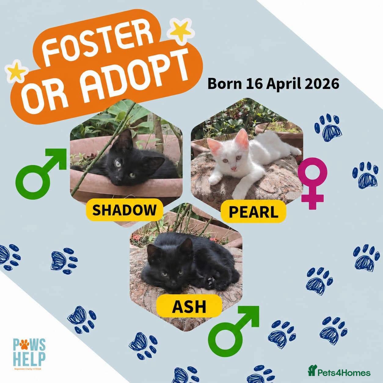 Mixed Breed cats 🐾❤️ THREE ADORABLE KITTENS READY - Advert 1