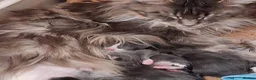 Maine Coon cats for sale: Ready to go on 13/8 XL Maine coons  - Advert 17