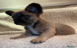 French Bulldog dogs for sale: Beautiful Fluffy Frenchie Pups - Advert 11