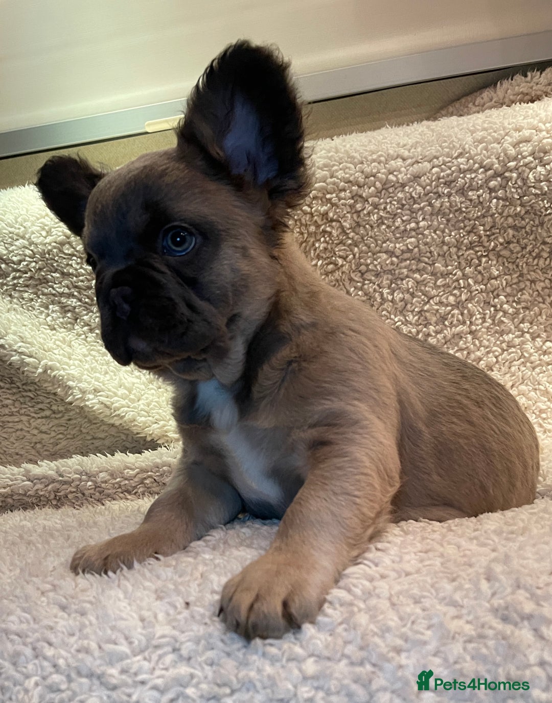French Bulldog dogs for sale: Beautiful Fluffy Frenchie Pups - Advert 11