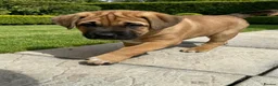 Mixed Breed dogs for sale:  £850! Ready! Stunning Kangal cross  - Advert 1